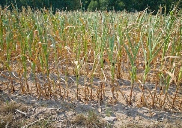 Grafika 1: Zgłoś szkodę rolniczą – susza 2021