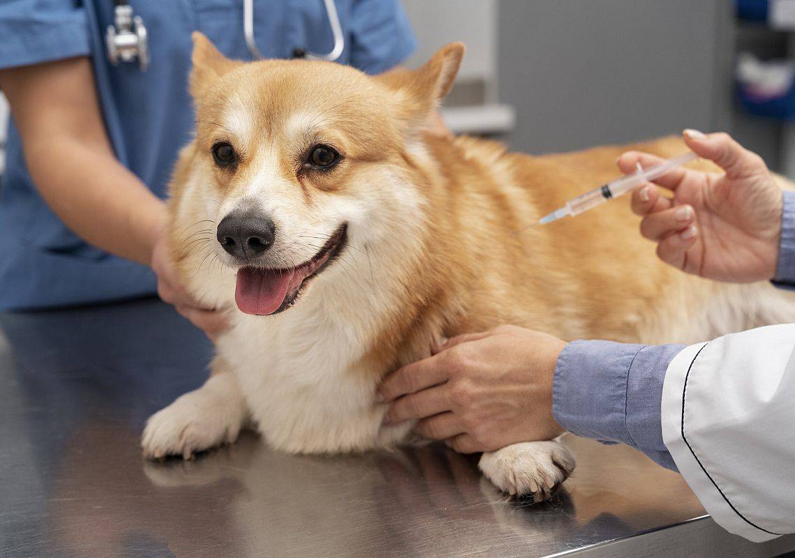 Weterynarz w trakcie szczepienia psa.