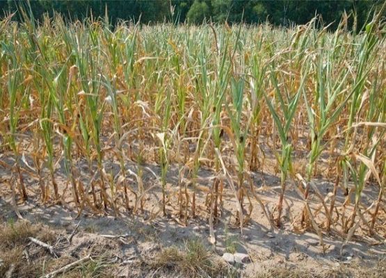 Susza rolnicza 2021 grafika