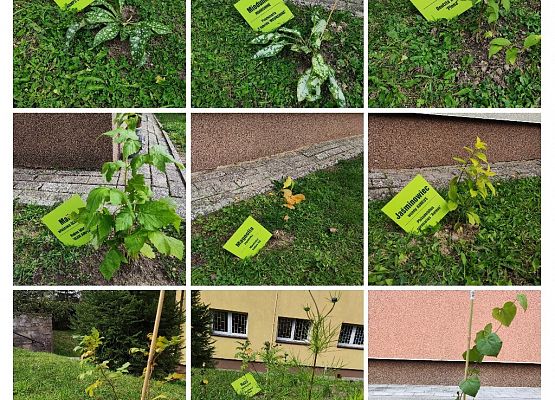 Kolaż zdjęć roślin zakupionych w ramach projektu i nasadzeń w otoczeniu szkoły.