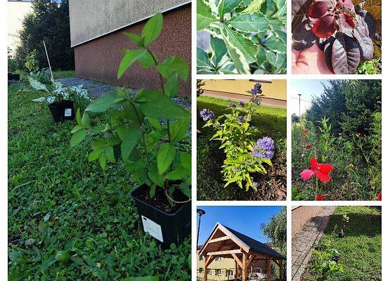 Kolaż zdjęć roślin zakupionych w ramach projektu i nasadzeń w otoczeniu szkoły.