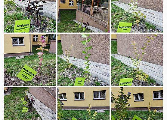 Kolaż zdjęć roślin zakupionych w ramach projektu i nasadzeń w otoczeniu szkoły.