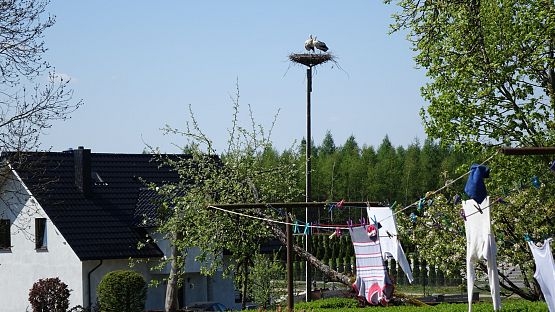 Dwa bociany w nowo założonym gnieździe na tle przyrody. Na zdjęciu widoczny również budynek z podwórzem.